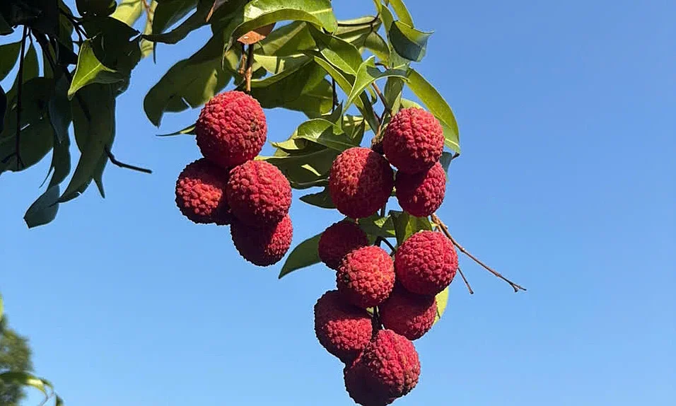 Vải không hạt 800.000 đồng/kg vẫn cháy hàng giữa mùa mất mùa