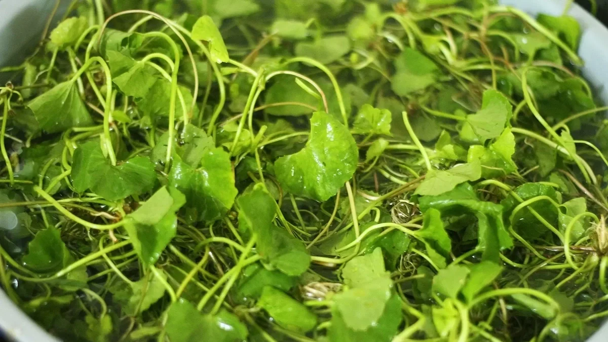 Mỗi ngày uống 2 lít nước rau má để thay thế nước lọc được không?