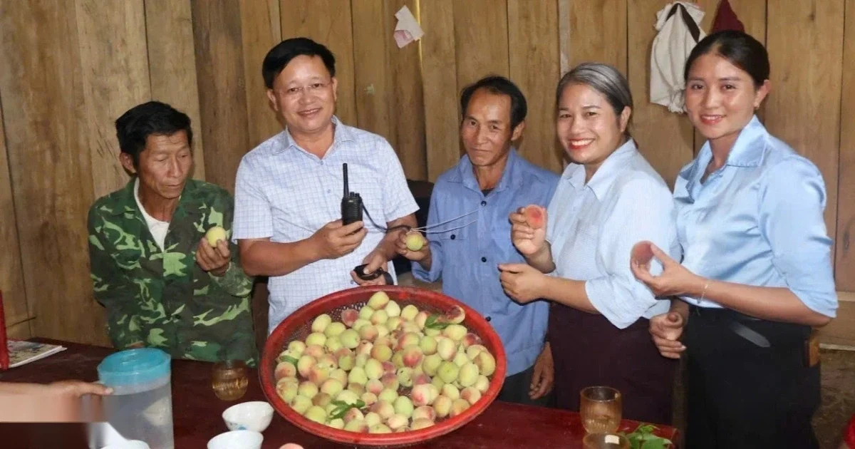 Vườn đào trên núi khu vực biên giới bội thu chưa từng có, nông dân vẫn canh cánh nỗi âu lo.