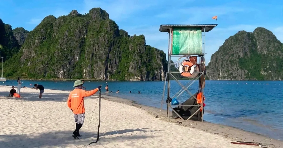 Khoảnh khắc nghẹt thở khống chế rắn dữ ngay tại khu vực tắm biển ở Quảng Ninh