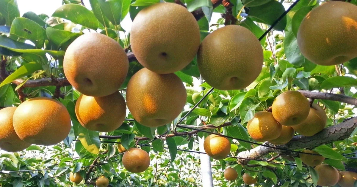 Mất trộm 5.000 trái lê trị giá 350 triệu đồng, nhà vườn Nhật Bản quyết định giải nghệ